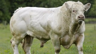 Las mejores razas de ganado  Charolais razas bobinas para carne [upl. by Attelrahc]