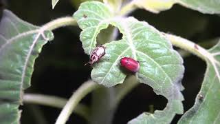 Chafers Oriental beetles and Asiatic garden beetles [upl. by Eillib458]