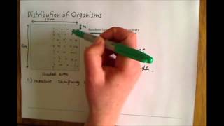 Additional Biology B2 Random Sampling With Quadrats [upl. by Irak921]