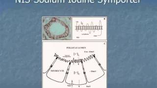 Iodine Deficiency  Effects on Health [upl. by Ellenaj]