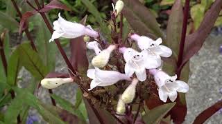 Penstemon digitalis Husker Red [upl. by Airec]