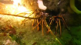 Big Crayfish Spiny Lobster at Waternish Point Skye [upl. by Esserac]