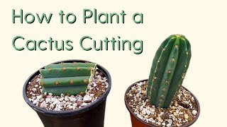 How to Plant a Cactus Cutting 101 [upl. by Prady556]