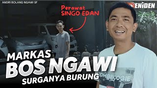 Owner SINGO EDAN Spil isi MARKAS ‼️ BLUSUKAN ke NGAWI SF eps01 [upl. by Amehsyt]