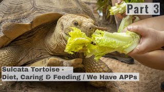 Sulcata Tortoise Part 3  Diet Care Food Feeding amp TTT APP [upl. by Nodnahs]