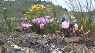 Lewisia rediviva without Bach [upl. by Nerb]