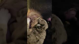 2 week old puppies feeding puppy englishbulldoglove bulldog cute dog puppylove [upl. by Johnnie612]