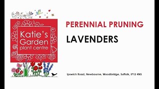 How to look after Lavender a pruning guide [upl. by Franzoni648]