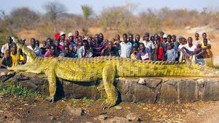 20 Largest Crocodiles Ever Recorded [upl. by Darahs]