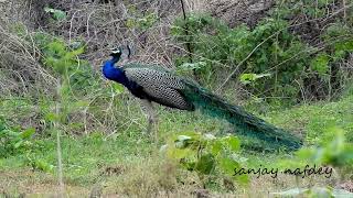 Series Bird vocalizations 1from clips of last 10 years 100 bird calls shortlisted Peafowl male [upl. by Apollo]