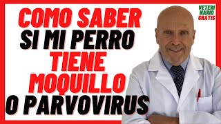 🔴 Cómo Saber si mi PERRO tiene MOQUILLO o PARVOVIRUS 🔴 Síntomas y Tratamiento en Perros CACHORROS [upl. by Hellah717]