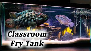 Breeding Jack Dempsey Cichlids  Baby Fish Growing in a Classroom Aquarium [upl. by Astrid]