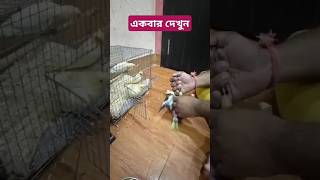 birds yehdilkitnibaarsamjhayega gaming shekhawati vairalvideo reels dancemusic2024 [upl. by Yarak]