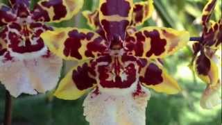 Orchid care Phalaenopsis alternative Oncidium Colmanara Wildcat [upl. by Nnylcaj]