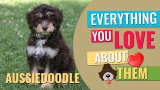 Aussiedoodle  All Facts About Australian Shepherd Poodle Mix  Petmoo [upl. by Daigle742]