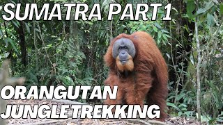 Indonesia Sumatra Orangutan Jungle Trekking [upl. by Yeltrab]