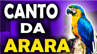 O Canto da arara canindé som da arara caninde Arara canindé cantando [upl. by Neeloc]