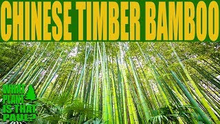 Chinese Timber Bamboo  Phyllostachys vivax  a spectacular bamboo with its golden yellow culms [upl. by Larred]