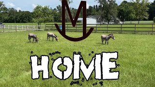 Rescued MiniDonkeys Find Forever Home [upl. by Marlena523]