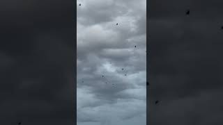 Roosting Rooks Flying Above Lake birds avian nature [upl. by Retnuh]