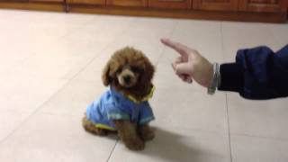 Toy Poodle Training Chibi 2 months old doing tricks [upl. by Horter131]