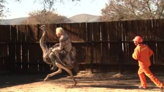 Tim Charody goes ostrich riding [upl. by Panther881]