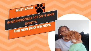 🌟 Goldendoodle 101 Dos amp Donts for FirstTime Dog Parents 🐾 [upl. by Binnie]