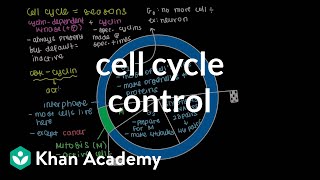 Cell cycle control  Cells  MCAT  Khan Academy [upl. by Anyala]