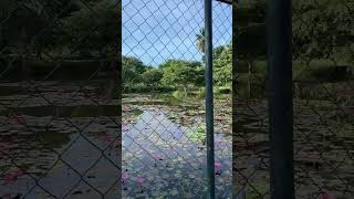 Beautiful Manel Flowers near Jaya Sri Maha Bhodhi Car ParkAnuradhapura Sri Lanka [upl. by Ahtnamys]