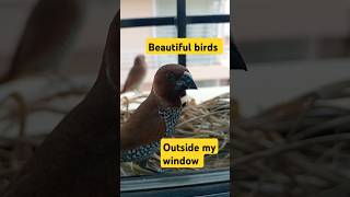 Beautiful sparrows outside my window birds bird birdslover youtubeshorts ARAHappyworld24 [upl. by Nathanson513]