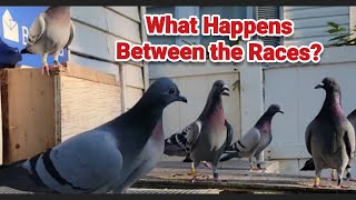 Trapping and Feeding Racing Pigeons between Races  Closer look at a few birds [upl. by Ribaudo]