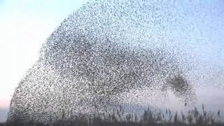 amazing starlings murmuration full HD [upl. by Darmit]