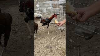 aseelmurga bird youtubeshorts allpetloversaseel rooster [upl. by Wil]