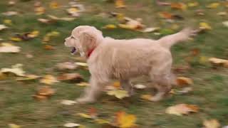 Golden Retriever Puppy For Sale [upl. by Amick461]