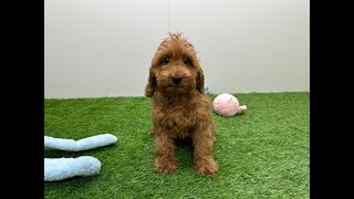 🐶 Cockapoo 🐶 teefje 🐶 PUP ID 004501018 🐶 [upl. by Nylloh]