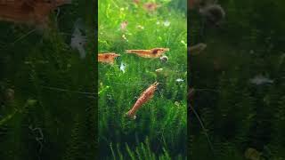 nature fish naturetank shrimpplant shrimpfish redshrimp shorts [upl. by Eiramlehcar626]