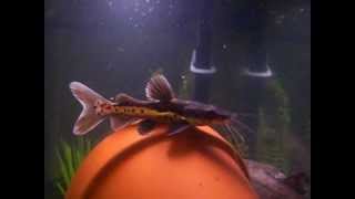 NEW Spotted Shovelnose Hybrid Catfish  March 31 2012 [upl. by Roselyn441]