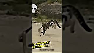 😈 W cat frfunny shorts video 😈😈 youtubeshorts short shortfeed shorts crazy funny cat [upl. by Nomyt]