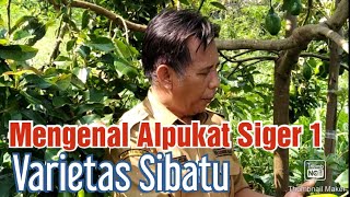 Sosok sang pemulia alpukat siger 1 [upl. by Flam]