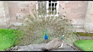 Peacock mating dance and tail fanning at Scone Palace Perth Scotland April 2017 [upl. by Gustave]