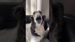 abby cries about puppy problems part 1 borzoi puppy dogsofyoutube petshorts sisters dogs [upl. by Meihar]