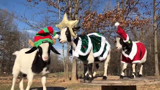 Fainting Goats Compilation Cute Funny Animals HD 🐐 [upl. by Nama]