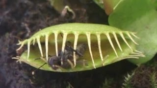 Predator plant devours a fly  Растениехищник сжирает муху [upl. by Mcripley]