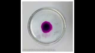 Potassium Permanganate Diffusion Time Lapse [upl. by Llenrap945]