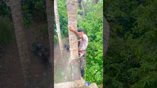 ￼ Coconut tree cutting l K M [upl. by Branden601]