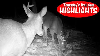 Deer ENCOUNTERS Skunk Half Shed Bucks Bobcat Chipmunk Thursday Trail Cam Highlights 22924 [upl. by Hollerman321]