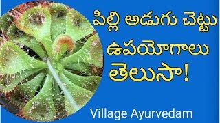 పిల్లి అడుగు చెట్టు ఉపయోగాలు తెలుసా Pilli Adugu Chettu [upl. by Herold]