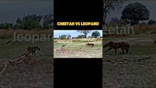 cheetah vs leopard trending animals wildlife cheetah leopard youtubeshorts shorts [upl. by Blayze]