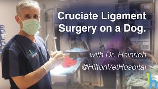 Cruciate Ligament Surgery in Dog ACL in Dog [upl. by Bigot390]