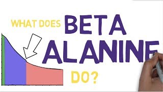 BETA ALANINE EXPLAINED  What is Beta Alanine [upl. by Esertap959]